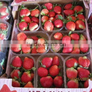 FRESH STREWBERRY thumbnail-6