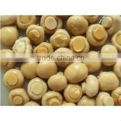 Salted White Button Mushroom in Brine thumbnail-1