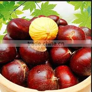 Brazilnuts Dried Chestnuts for Shale thumbnail-2