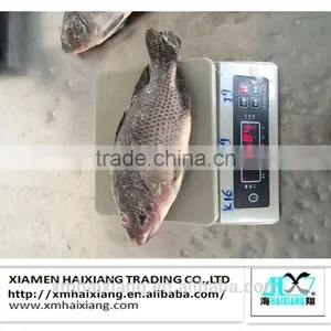 Farm Frozen Tilapia Fish for Sale thumbnail-1