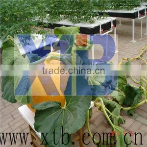 Greenhouse for Agricultural Hydroponics thumbnail-1