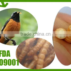 Freeze Dried Mealworms/Freeze Dried Tenebrio Molitors for Pets thumbnail-6