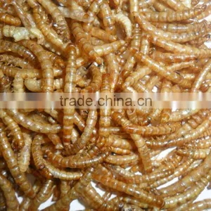Wholesale Pet Food / Poultry Feed Mealworm thumbnail-4