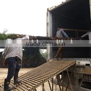 Trachycarpus Fortunei Best Quality Trunk Height 2m thumbnail-1
