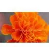 Lutein thumbnail-1