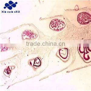 Microscope Fern Slides thumbnail-1