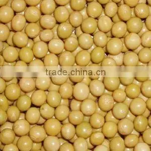 Chinese Yellow Soybean thumbnail-1