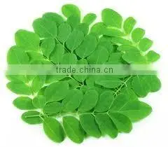 Organic Pure Moringa Lotion Bulk Producers thumbnail-2