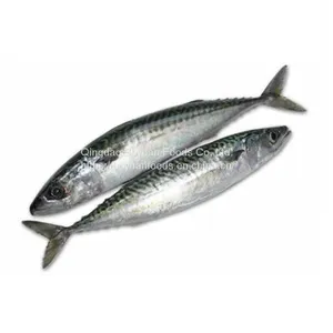 Pacific Mackerel thumbnail-1