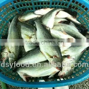 Wholesale Frozen Seabass Fillets thumbnail-1