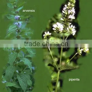 Dementholised Peppermint Oil thumbnail-1