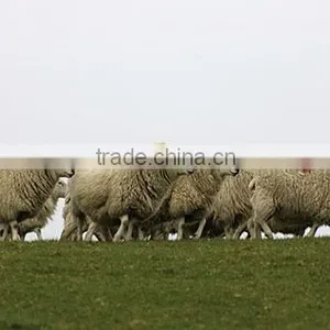 Sheep GPS Tracking Device,MT-60,waterproof thumbnail-1