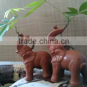 Elephant Pachira Ornamental Plants thumbnail-3