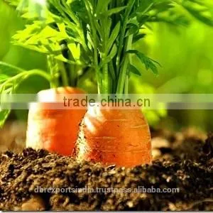 Carrot Seed Oil (Pure & Natural) thumbnail-1
