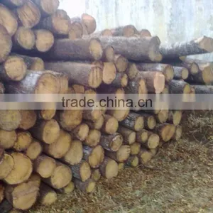 TEAK WOOD thumbnail-1