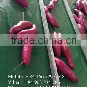 Export Fresh Sweet Potato, Good Price/ HKVIMEX thumbnail-2