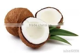 Fresh Coconuts for Cheap Rate thumbnail-5