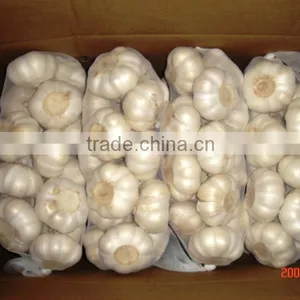 Fresh Garlic thumbnail-1