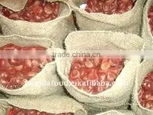 Supply Chinese Fresh Chestnut thumbnail-1