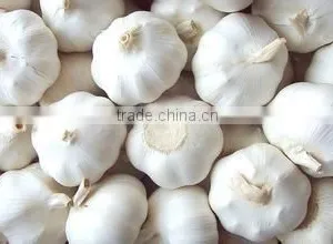 Common Cultivation Liliaceous Vegetables Fresh Garlic With High Quality thumbnail-3