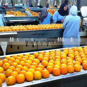 Fresh Navel Orange High Quality thumbnail-4