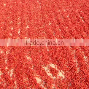 Dried Red Hot Chilli thumbnail-1