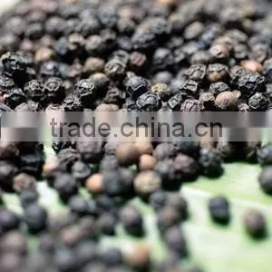Black Pepper thumbnail-1