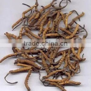 Natural Cordyceps Sinensis thumbnail-1