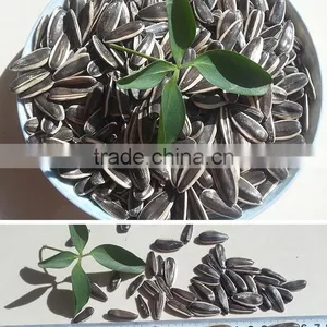 Promotion Striped Sunflower Seeds With Competitive Price thumbnail-1