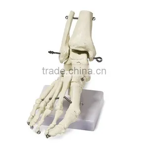 Bone of the Foot Human Model thumbnail-1
