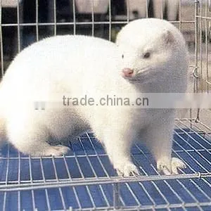 Hot Sale Mink Cages for Sale,gal Mink Weled Wire Mesh Cage,factory Direct Mink Cage thumbnail-5