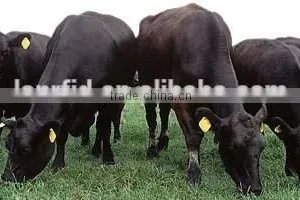 2015 Wholesale LF/HF/UHF Rfid Animal Indentification Tags / Tracking Tags thumbnail-5