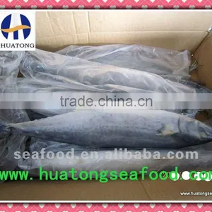 Frozen Spanish Mackerel 400-500g thumbnail-1