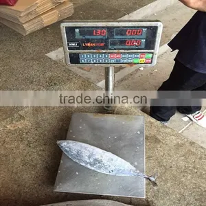 Bonito Fish Whole Frozen Frigate Mackerel Fish for Sale thumbnail-1