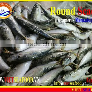FROZEN WHOLE ROUND MARUADSI (ROUND SCAD) thumbnail-3