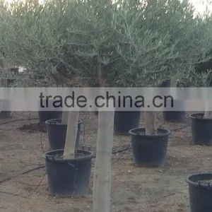 Olive Tree Young Skin Trunk - Olea Europaea "Andalucia" thumbnail-1