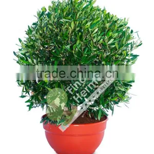 Olive Tree - Olea Europaea "Ball" in a Deco Pot thumbnail-3
