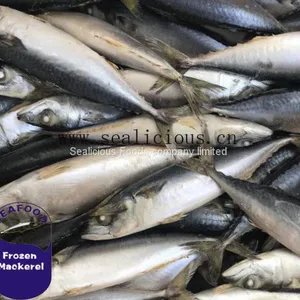 Large QTY of Pacific Mackerel Scomber Japonicus Ready to Ship thumbnail-1