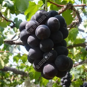 Black Kang Grape Seedlings Grape Vines thumbnail-1