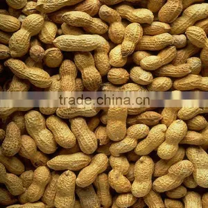 New Crop Roasted Peanuts in Shell thumbnail-1