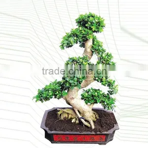 Outdoor Plant Mini Bonsai s Shape thumbnail-6