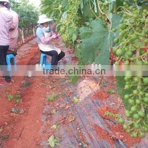 Bulk Grapes thumbnail-3