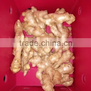 AIR DRY GINGER With 13kg Pvc Boxes thumbnail-4