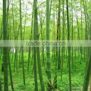 2016New Crop High Purity Moso Bamboo Seeds For Planting thumbnail-5