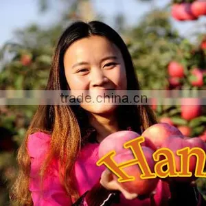 Fresh Fruit From China High Quality and Good Price Red Big Sweet Crisp Hanfu Fresh Apple thumbnail-2