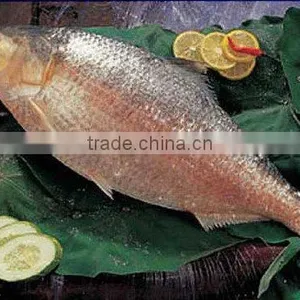 Hilsa (Hilsa Ilisha) thumbnail-1