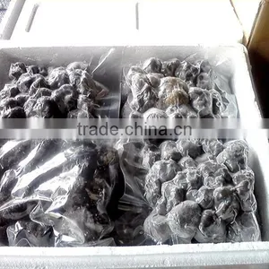 Market Prices for Mushrooms Dried Frozen Fresh Black Truffle thumbnail-5