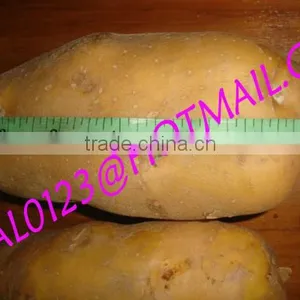 BANGLADESHI HIGH QUALITY FRESH GRANOLA POTATO AND DIAMOND POTATO FROM EXPORT TRADE ASSOCIATE WITH CHEAP PRICE thumbnail-3
