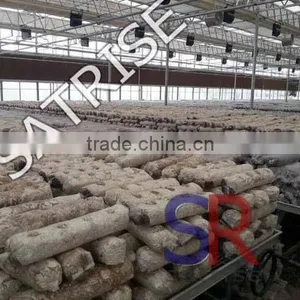 Hot Sale From China Professional Manufacturer Shiitake Mushroom Log thumbnail-2