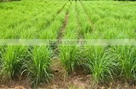 LEMONGRASS ESSENTIAL OIL thumbnail-1